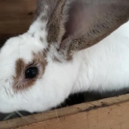 Feriested Palac I Folwark Nemino 5*