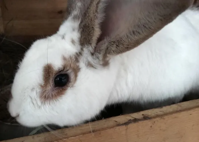 Semesteranläggning (resort) Palac I Folwark Nemino 5*